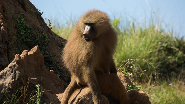 Baboon 07 alt