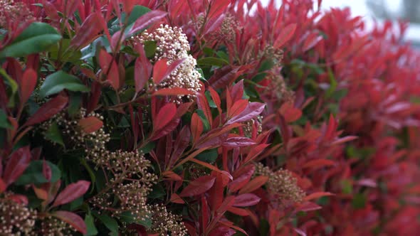 Photinia Hedge alt