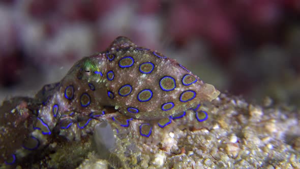 Blue ring octopus crawling over coral reef. A blue ringed octopus crawling over a coral reef flashin alt