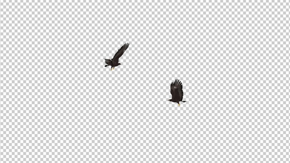 Black Hawks - Two Birds - Flying Around - Transparent Loop