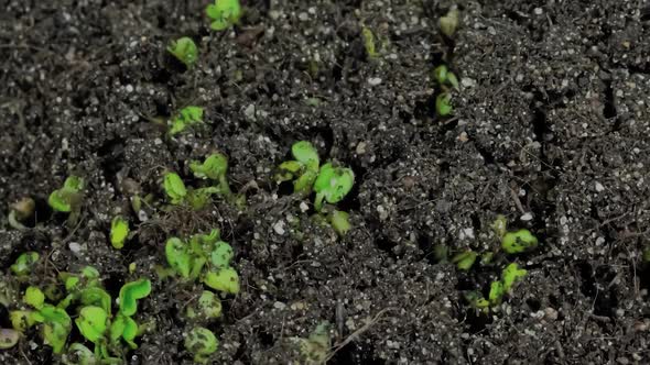 Timelapse  Microgreens Arugula Sprouts Growing Top View Close Up Slider Shot