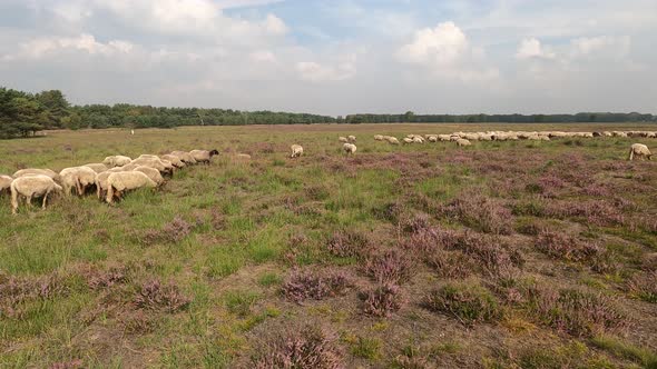 Herd of sheep grazing at the purple blooming heather in the Netherlands alt