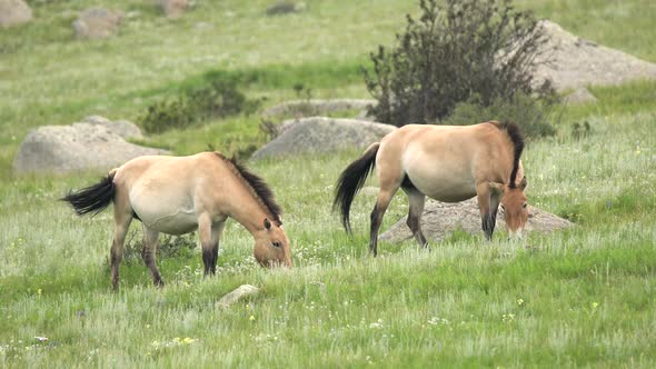 Wild Przewalski Horses in Real Natural Habitat Environment in The Mountains of Mongolia alt