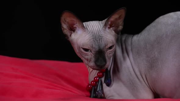 A Canadian Sphynx Lies on a Red Blanket in the Studio on a Black Background alt
