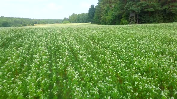 Summer Blooming White Field of Buckwheat  Aerial Video Form Drone alt