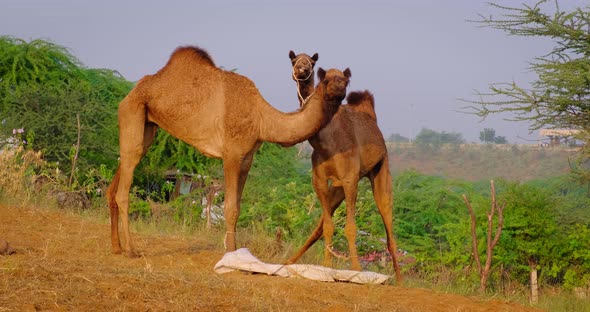 Camels Chewing and Eating at Pushkar Mela Camel Fair Festival in Field at Sunrise. Pushkar alt