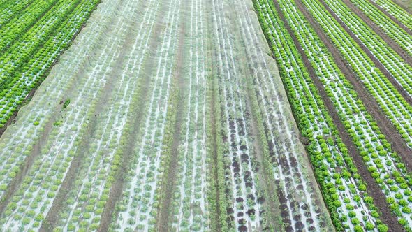 Aerial Slow View on Field of Green Lettuce Crops