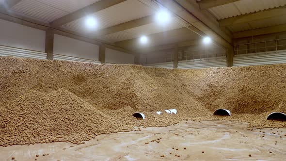 Potatoes Storage in Warehouse . Potato Raw Materials for Food Industry. Potato Harvest. Potato alt