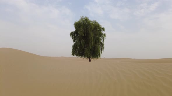 One Single Tree in the Desert in the UAE Hidden in the Sand Dunes alt
