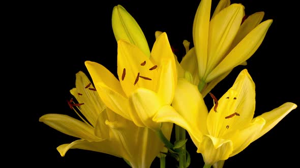 Time Lapse of Beautiful Yellow Lily Flower Blossoms alt