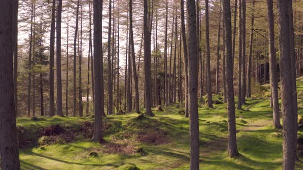 Fast Rising View in a Secluded Forest With Green Mossy Floor at Sunset  alt