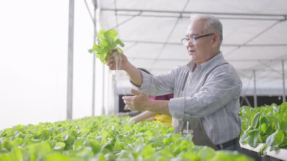 Hydroponics farm organic fresh harvested vegetables concept alt