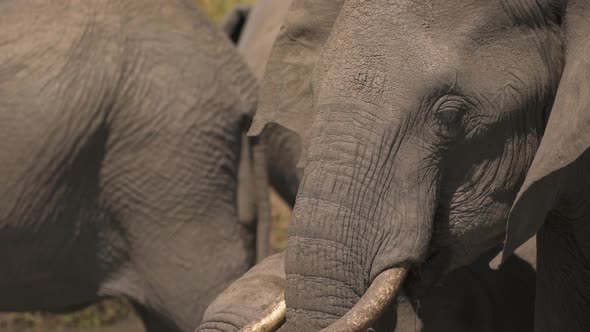 Close up of an elephant drinking water alt