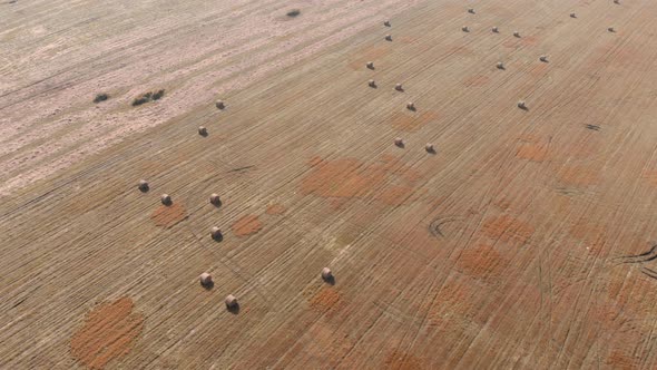 Hay bales on field. Bale of hay on wheat field. alt