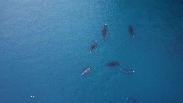 Bowhead Whale Family Swimming Together in Calm Blue Ocean Water Aerial View of a Pod of Bowhead alt
