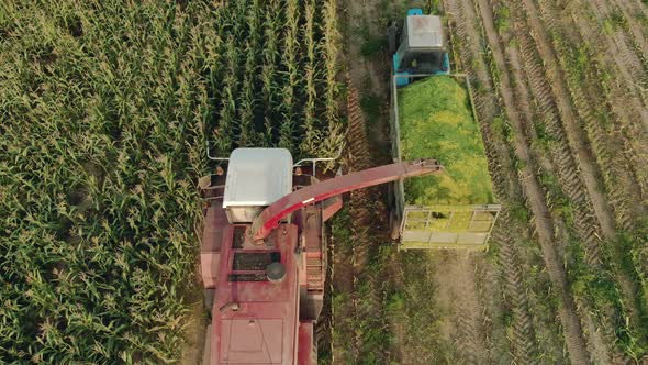 Cutting Corn Silage with a Self-propelled Machine and Filling a Tractor Trailer with Crushed alt