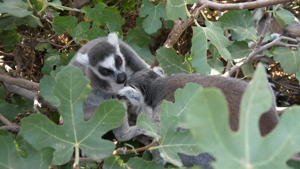 Mother Lemur Cleaning Her Kid Sitting in a Leafy Tree on a Sunny Day in Summer
