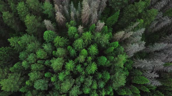 Evergreen Coniferous Forest. Aerial Top View From Above alt