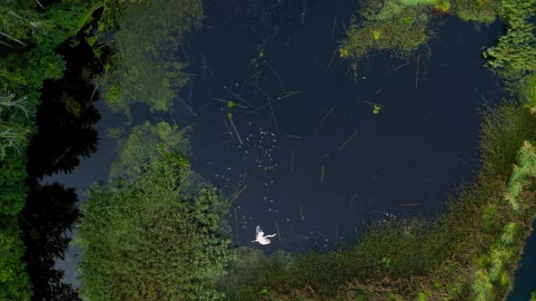 Ducks on a wild lake, view from a drone. Wetlands, wilderness. Heron flies