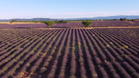 Plateau de Valensole alt