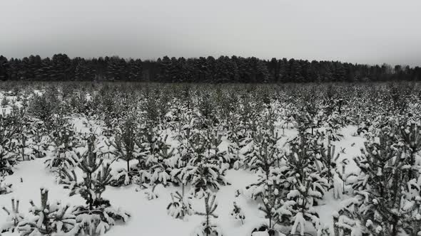 Flying over the tree nursery in Russia. alt