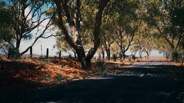 Outback Road with Dry Grass and Trees alt