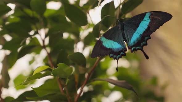 A Butterfly Papilio Buddha Resting on the Branches of a Tree alt