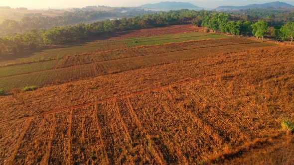 4K : Aerial view flight over the beautiful field in sunset. Countryside scenery. alt