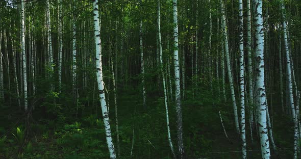 Flight through the dark forest in summer. Birch Grove. Aerial view alt
