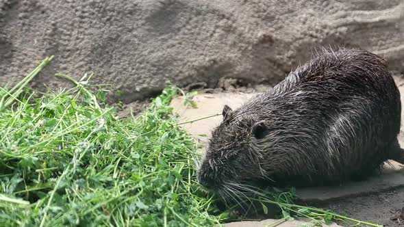 Muskrat Ondatra Zibethica Washes in Sunset Sun alt