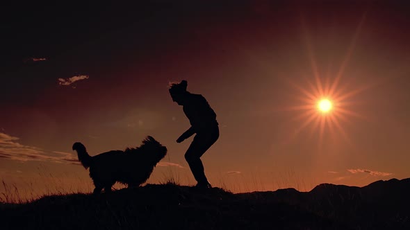 Jump Of A Large Dog To Take The Biscuit Thrown By The Owner