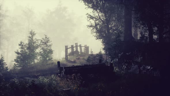 Summer Fog in the Forest alt