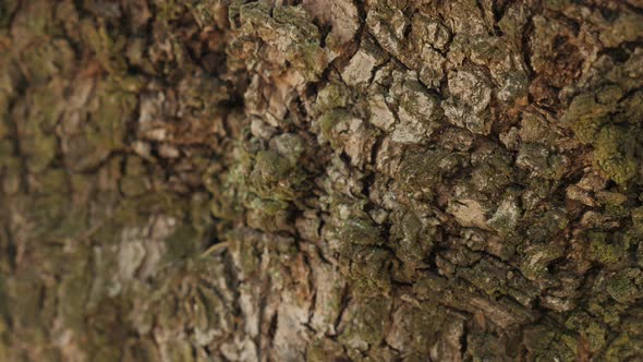 Macro slider movement of the rough texture of the bark of an ancient olive tree