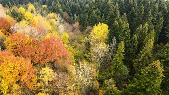 Aerial view of dense green pine forest with canopies of spruce trees and colorful lush foliage  alt