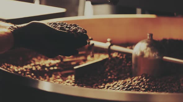 Man's Hand Pours Coffee Beans Near the Roaster
