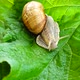 Shooting of Garden Snail 2 - VideoHive Item for Sale