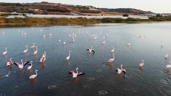 FLock Of Pink Flamingos Landing And Wading On The Shallow Calm Water At The Vendicari Nature Reserve alt