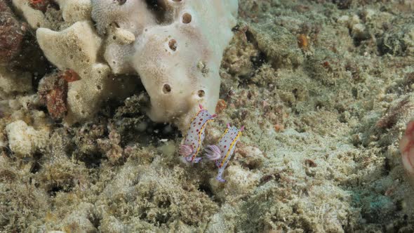 Two Nudibranch sea creatures slowlye along a coral reef structure. Underwater view alt