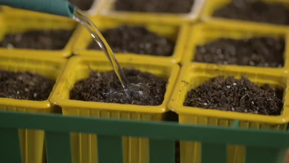 Farmer pours stream of water from watering can into several pots with soil peat alt