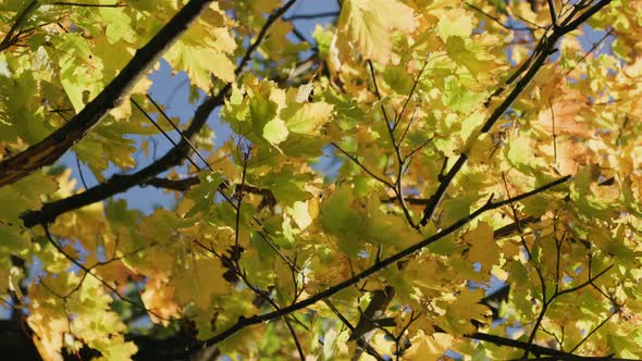 autumn yellow leaves on a tree alt