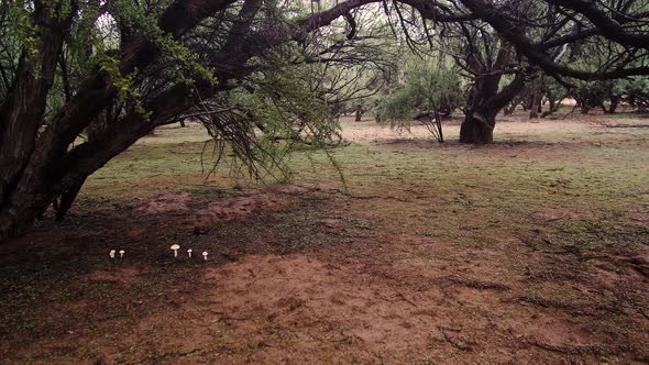 Mesquite trees in the rain with mushrooms sprouting underneath them. alt