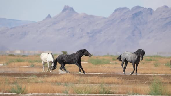 Male wild horse starts to run at other as it stops from getting kicked alt