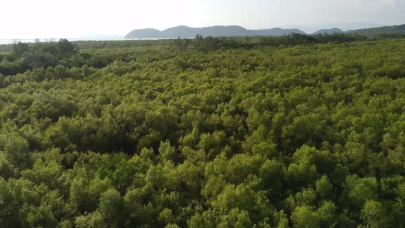 Drone view green mangrove trees  alt