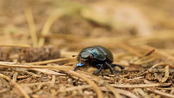 Close-up of an Earth-boring Dung Beetle Geotrupidae on the Forest Floor alt