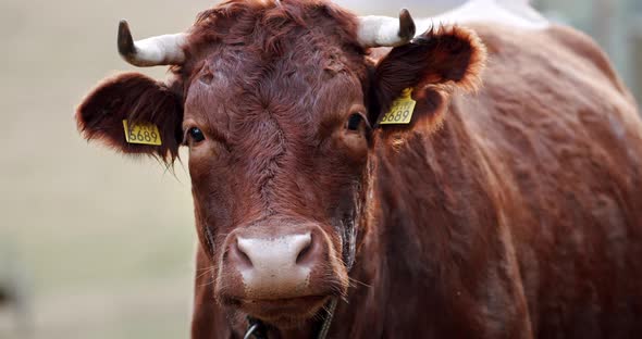 A Close Up of a Cow Looking at the Camera and Chewing in Slow Motion