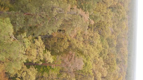 Vertical Video Autumn Forest with Trees in Ukraine Slow Motion