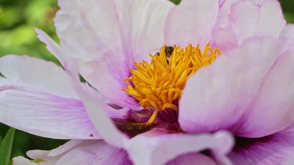 Pink peony flower. Large poan pollination by bees of the flower.
