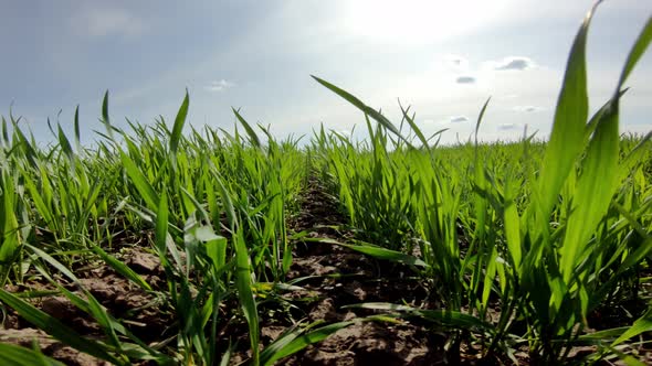 Green Field Of Wheat Close Up On A Background Of Blue Sky On A Sunny Day