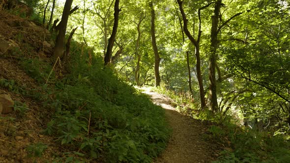 Nature and Eastern Serbia beautiful forest 4K 2160p 30fps UltraHD footage - Natural area of Vratna p alt