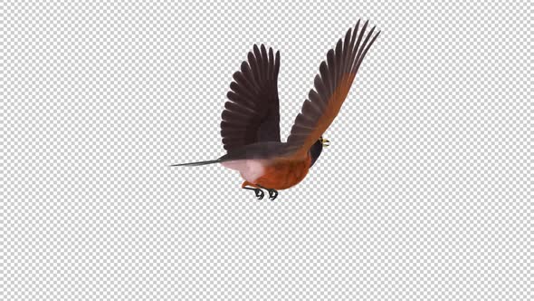 American Robin - Flying Loop - Back Angle View - Transparent Loop